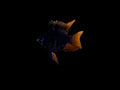 Black Balloon Ram