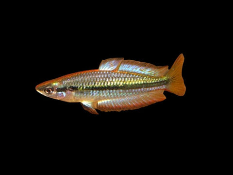 Black Banded Rainbowfish