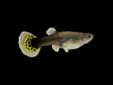 Black Body Dragon Guppy Female