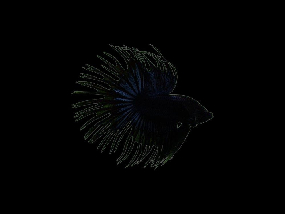Black Crown Tail Male