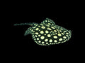 Black Diamond Stingray