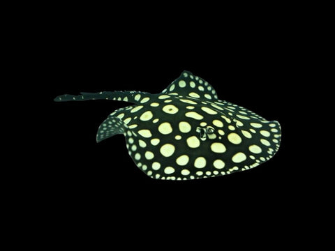 Black Diamond Stingray