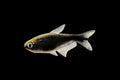 Black Emperor Tetra