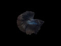 Black Halfmoon Betta Male