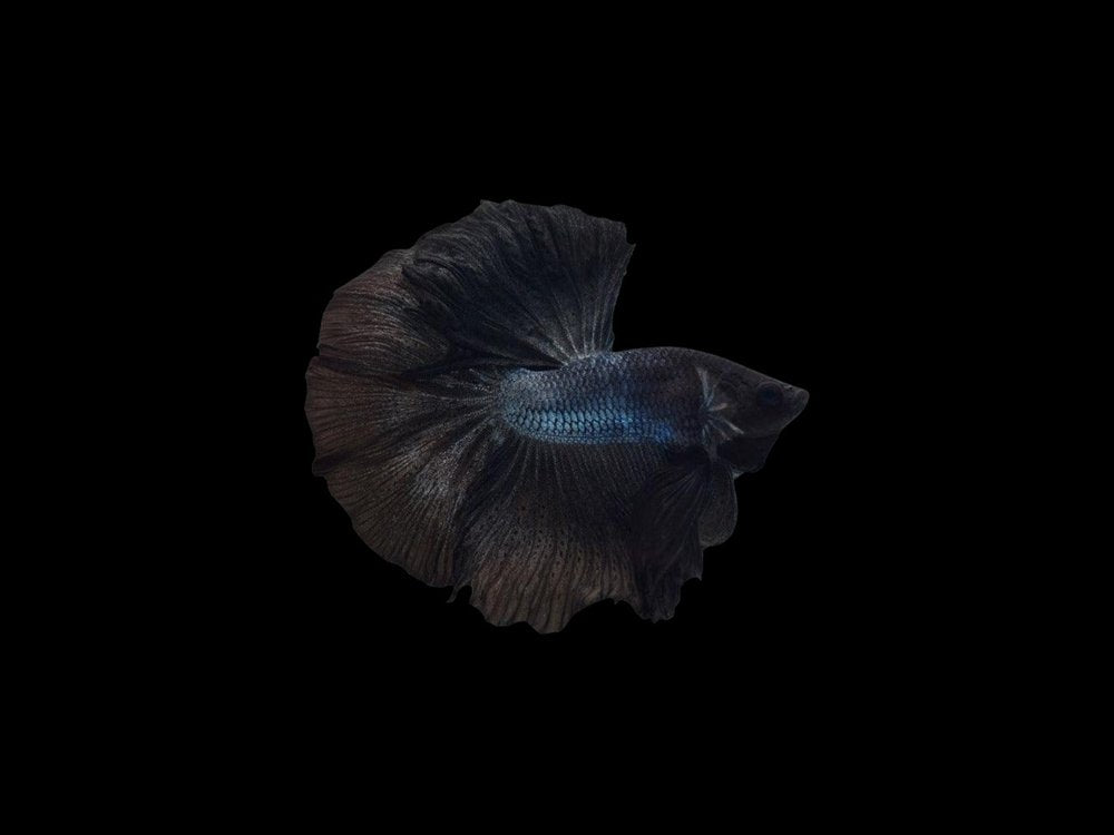 Black Halfmoon Betta Male