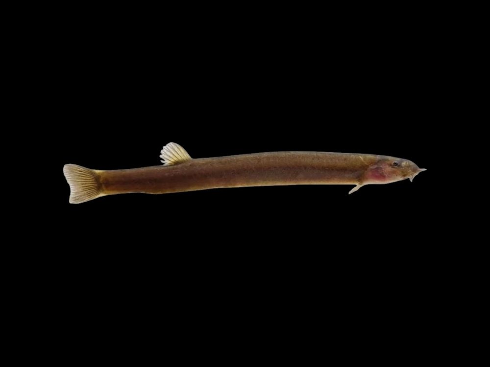 Black Kuhli Loach