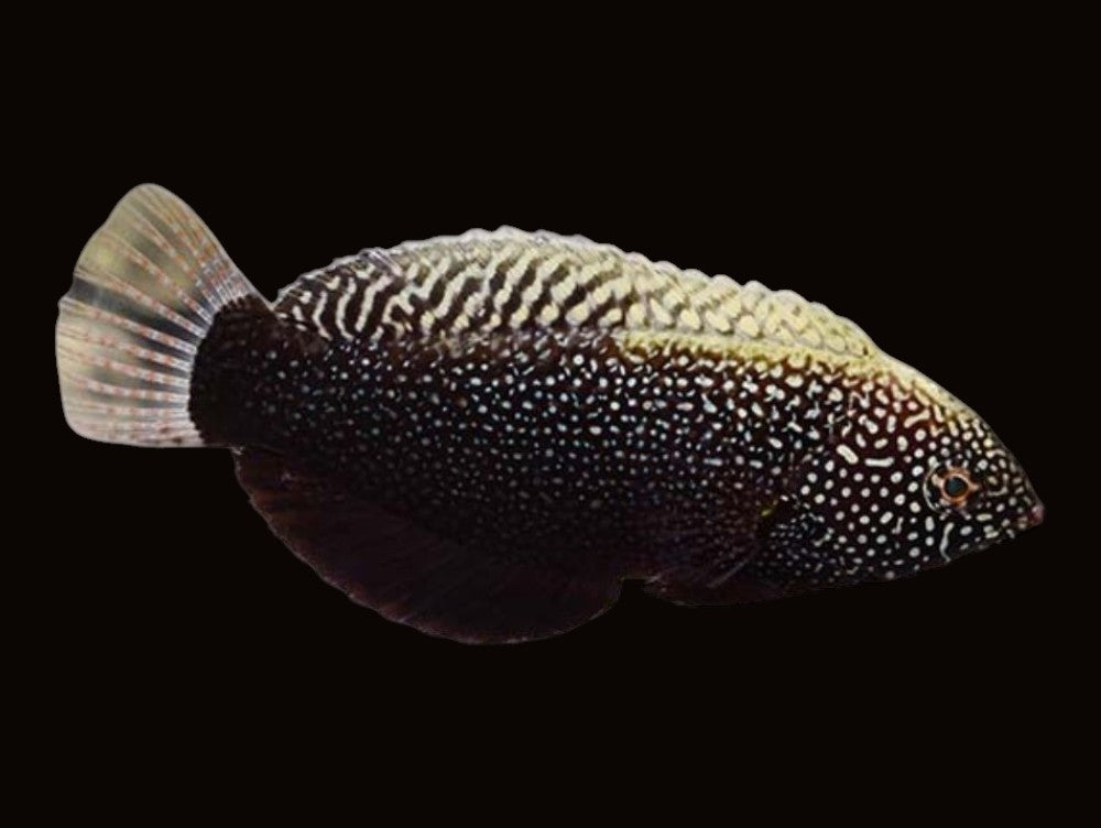 Black Leopard Wrasse | Macropharyngodon negrosensis