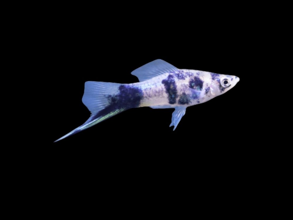 Black Marble Swordtail