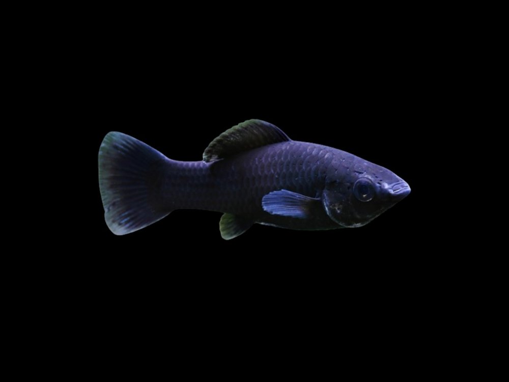 Black Molly