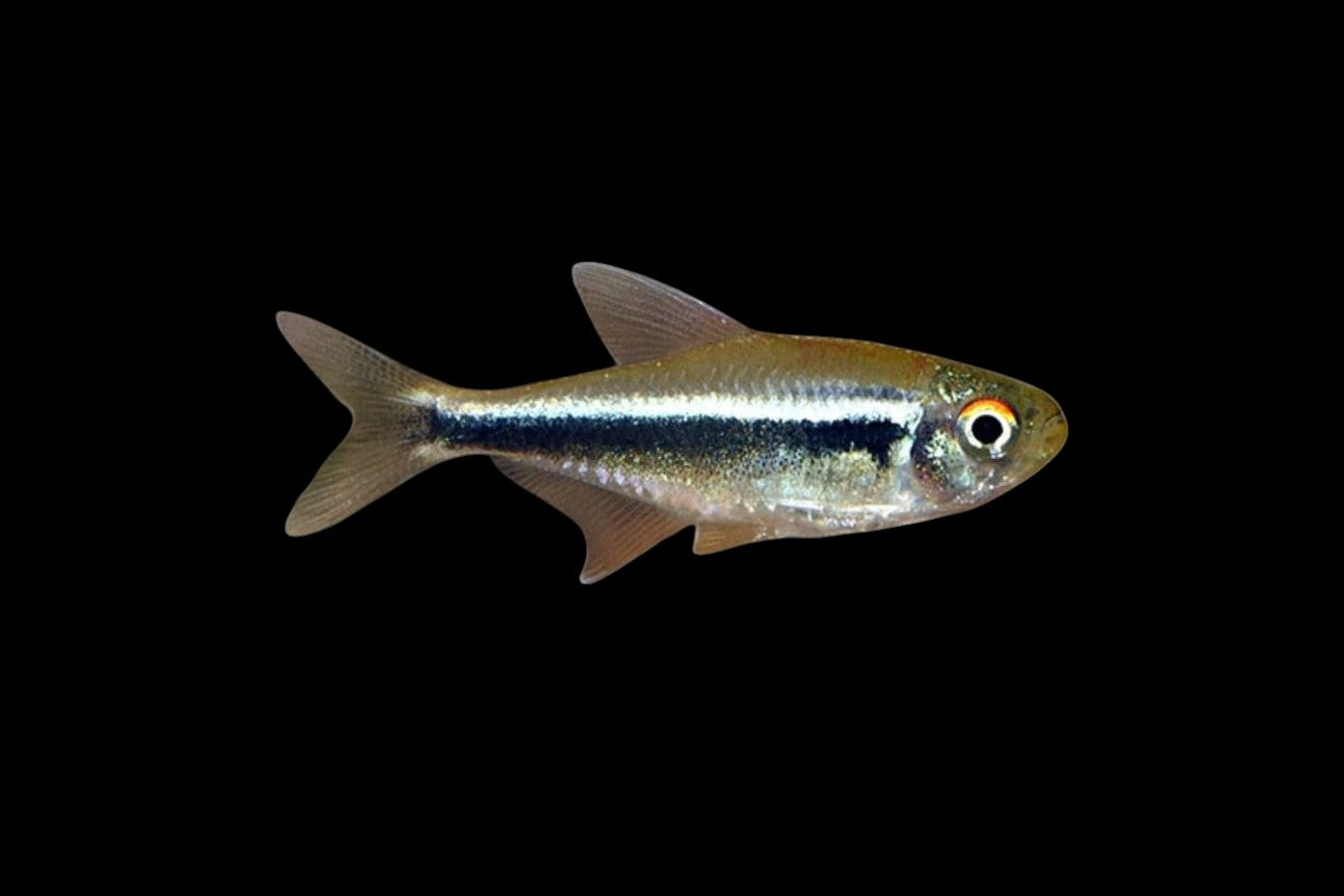 Black Neon Tetra