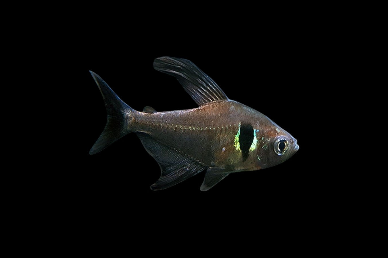 Black Phantom Tetra