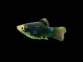 Black Platy