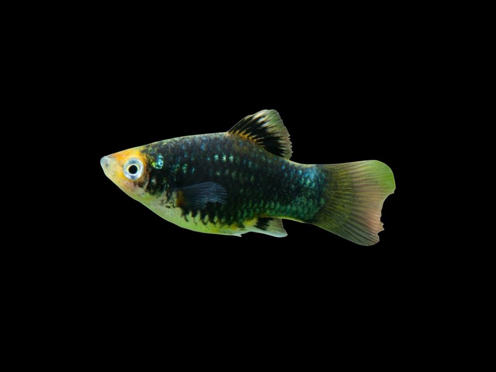 Black Platy