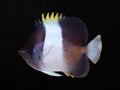 Black Pyramid Butterflyfish | Hemitaurichthys zoster