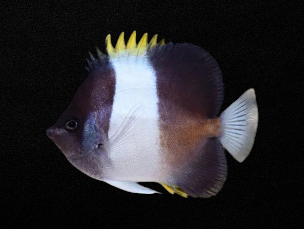 Black Pyramid Butterflyfish | Hemitaurichthys zoster