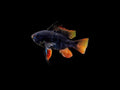 Black Ram