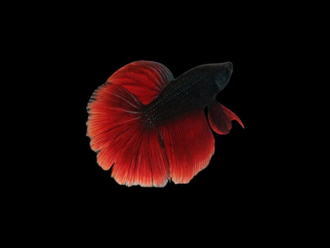 Black & Red Halfmoon Male