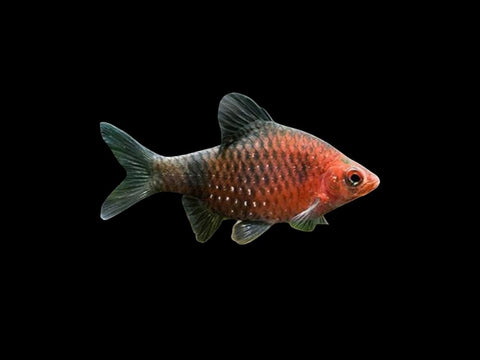 Black Ruby Barb