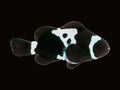 Black Snowflake Clownfish Pair | Amphiprion ocellaris