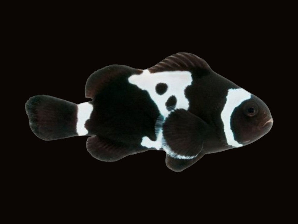 Black Snowflake Clownfish Pair | Amphiprion ocellaris