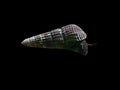 Black Sulawesi Rabbit Snail