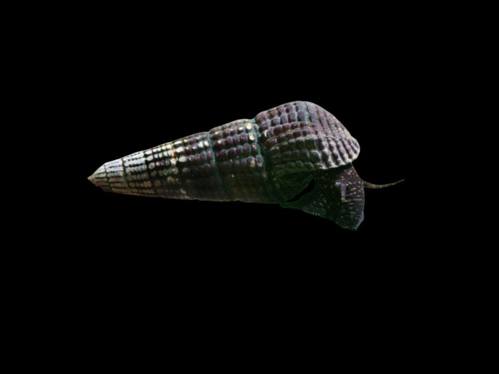 Black Sulawesi Rabbit Snail