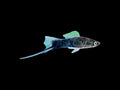 Black Swordtail