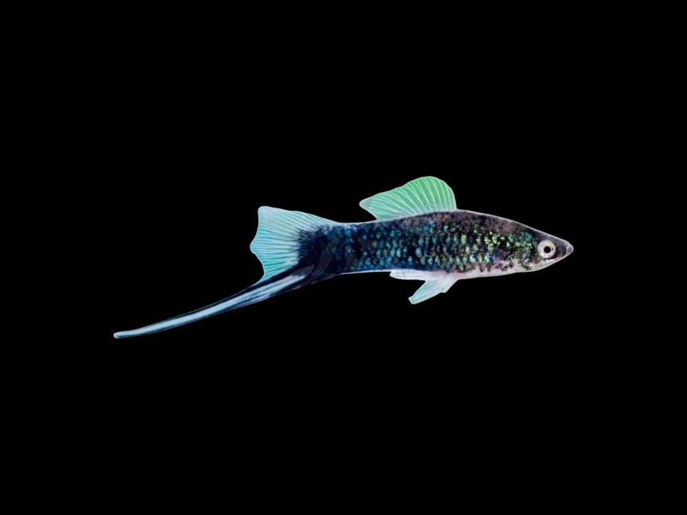 Black Swordtail