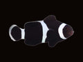 Black & White Captive-Bred Ocellaris Clownfish | Amphiprion ocellaris