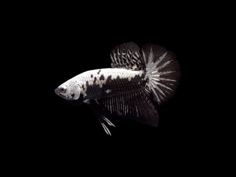 Black & White Samurai Female