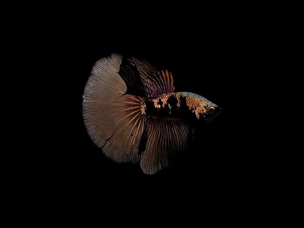 Black And White Samurai Halfmoon Male