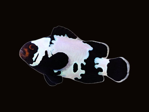 Black & White Snowflake Clownfish | Amphiprion ocellaris