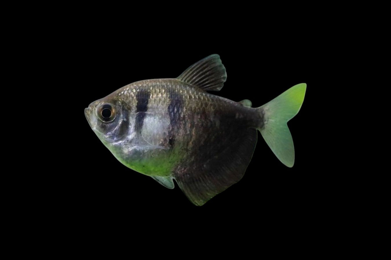 Black Widow Tetra