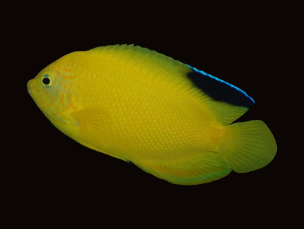 Blackfin Angelfish | Centropyge woodheadi
