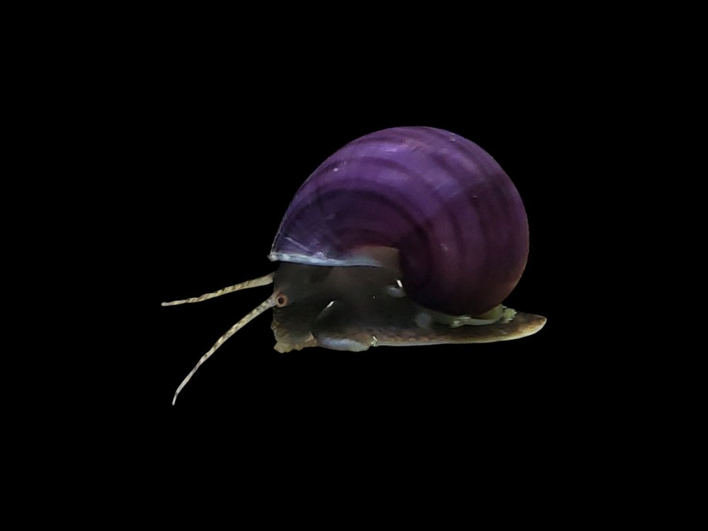 Black Foot Mystery Snail