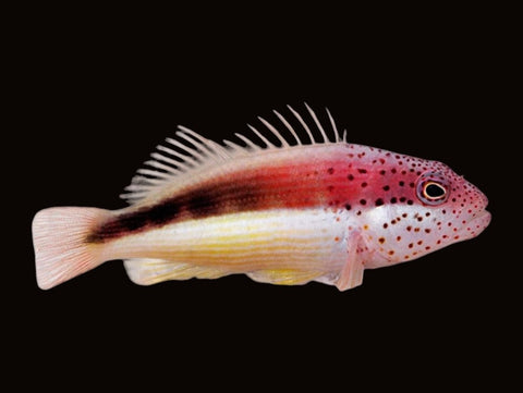 Black-Sided Hawkfish | Paracirrhites forsteri