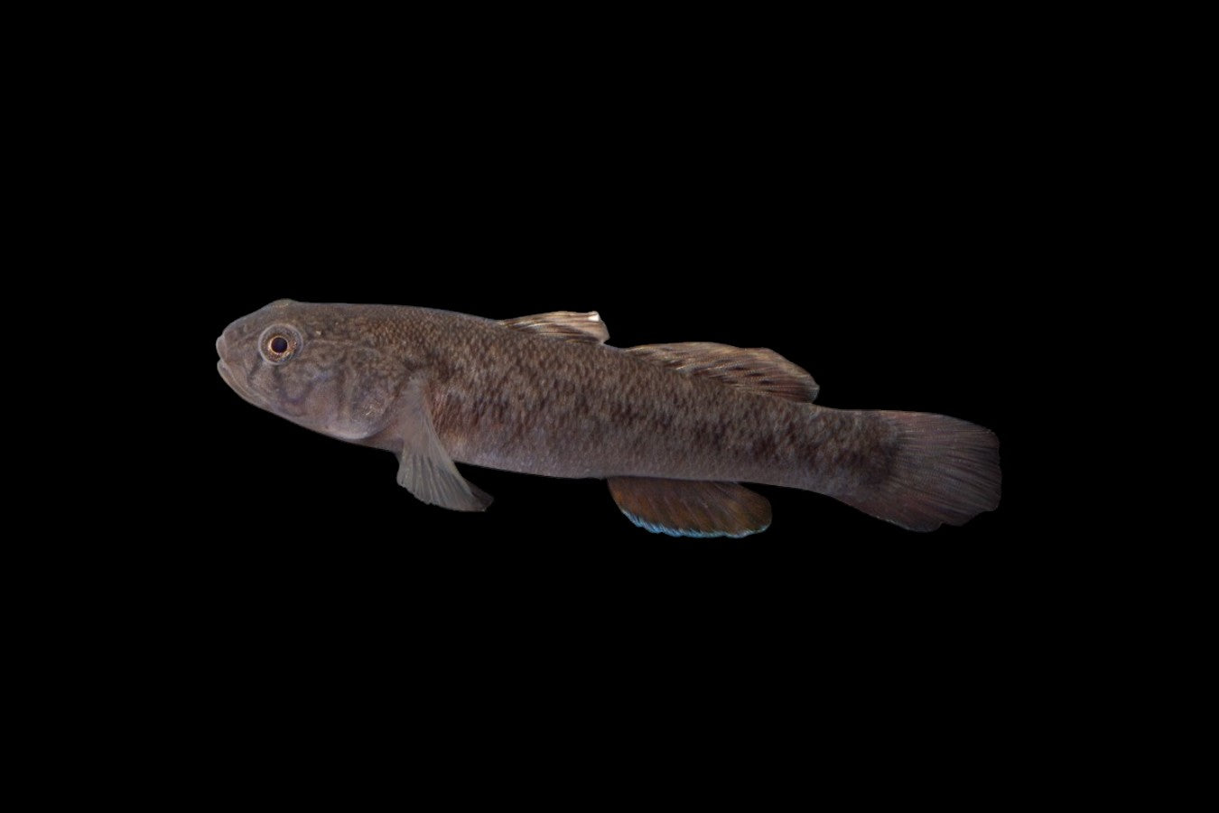 Blackspot Mangrovegoby