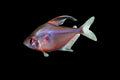 Bleeding Heart Tetra