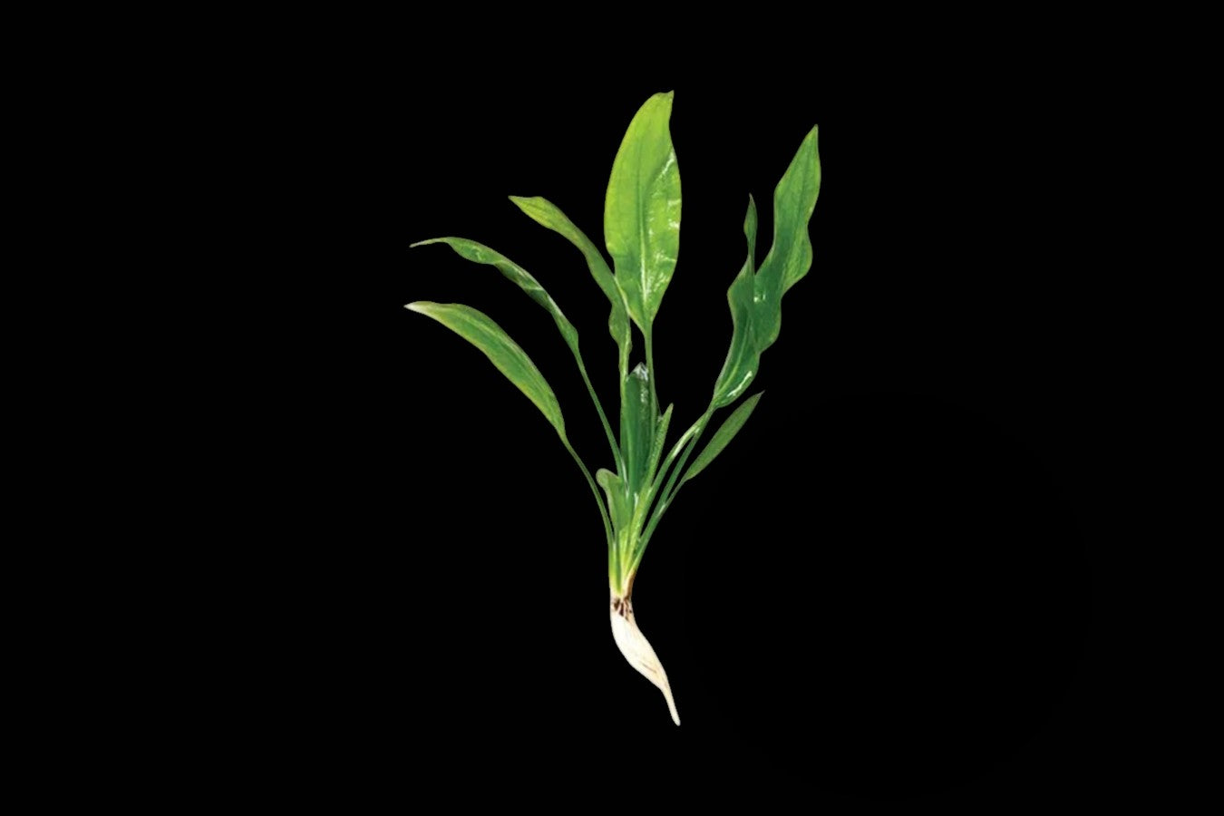 Bleheri Amazon Sword-Small
