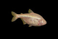 Blind Cave Tetra