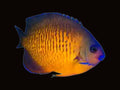 Blonde Coral Beauty Angelfish | Centropyge bispinosa