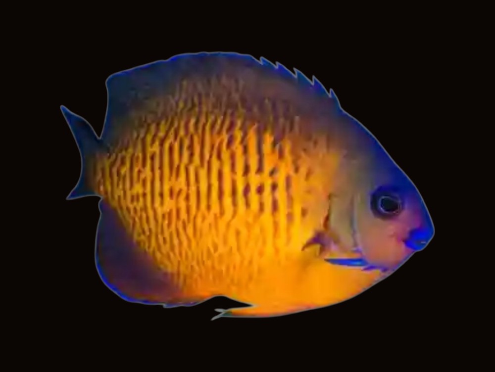 Blonde Coral Beauty Angelfish | Centropyge bispinosa