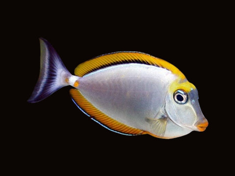 Blonde Naso Tang | Naso elegans