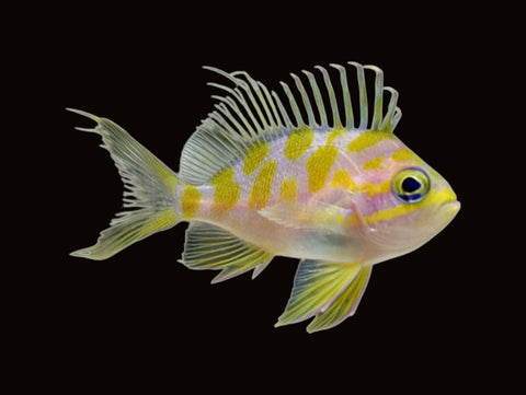 Blotched Anthias | Odontanthias borbonius