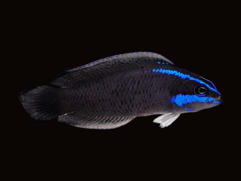 Blue Stripe Dottyback | Pseudochromis springeri