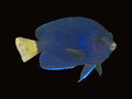 Blue Pygmy Angelfish | Centropyge flavicauda