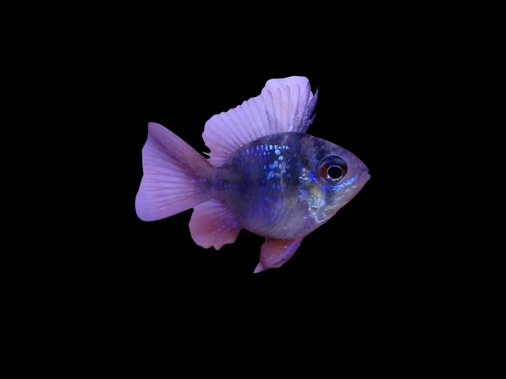 Blue Black Balloon Ram