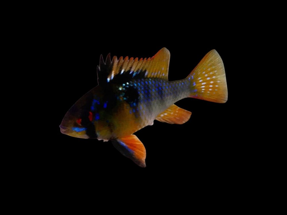 Blue Black Ram