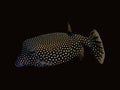 Blue Boxfish | Ostracion meleagris