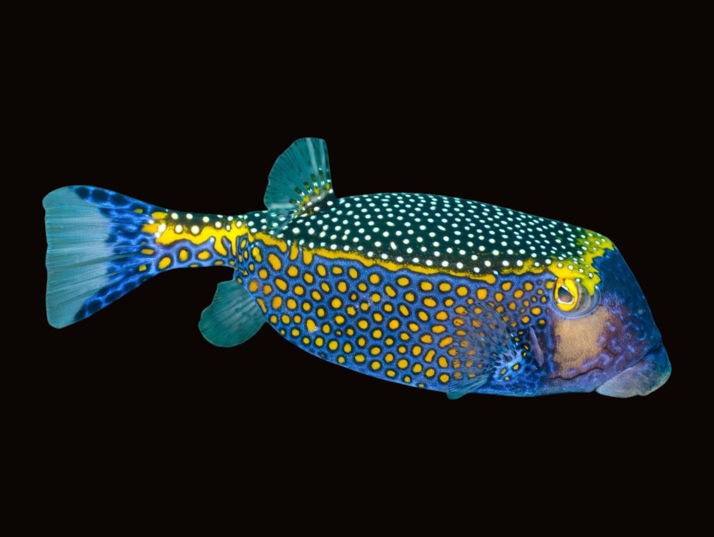 Blue Boxfish | Ostracion meleagris